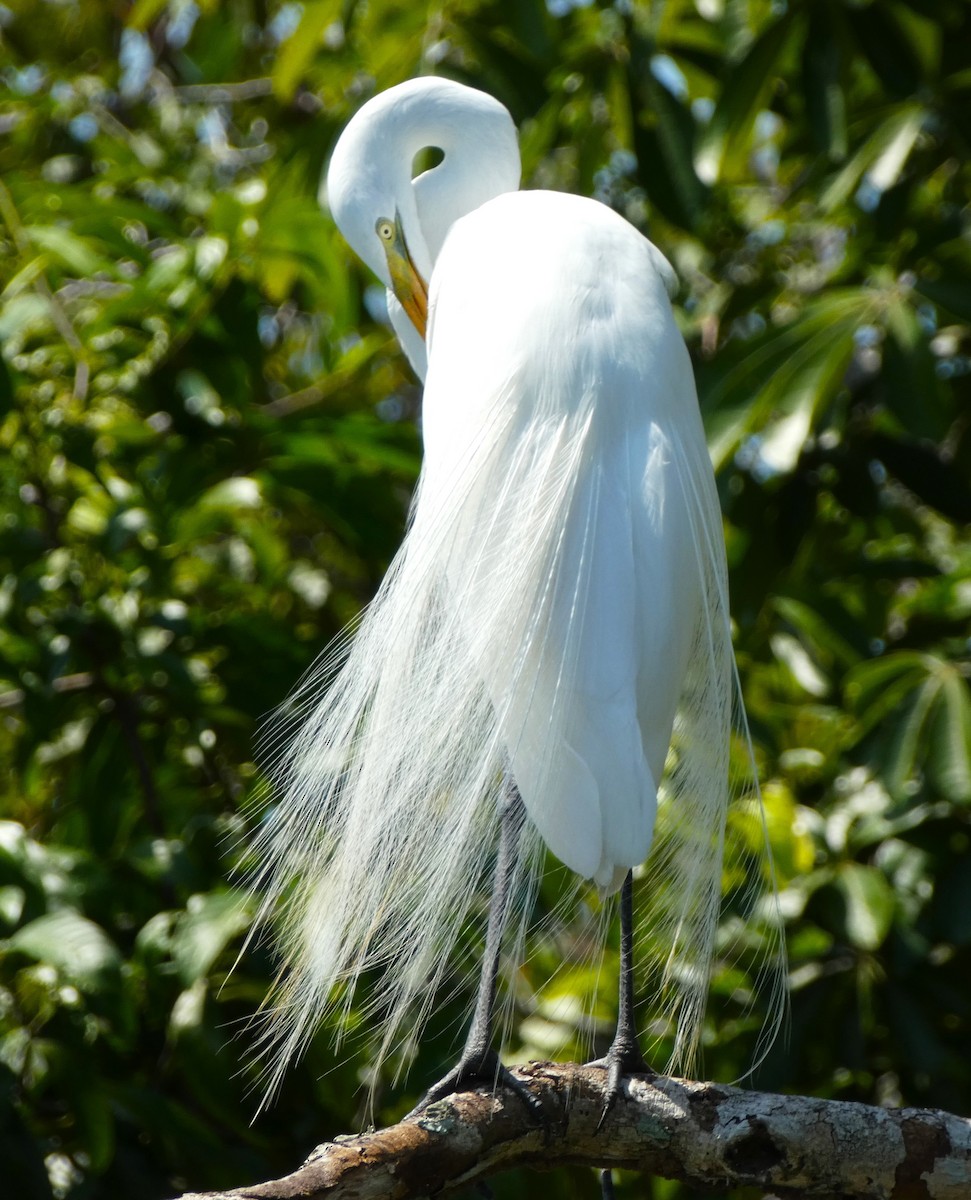 Great Egret - ML615710598