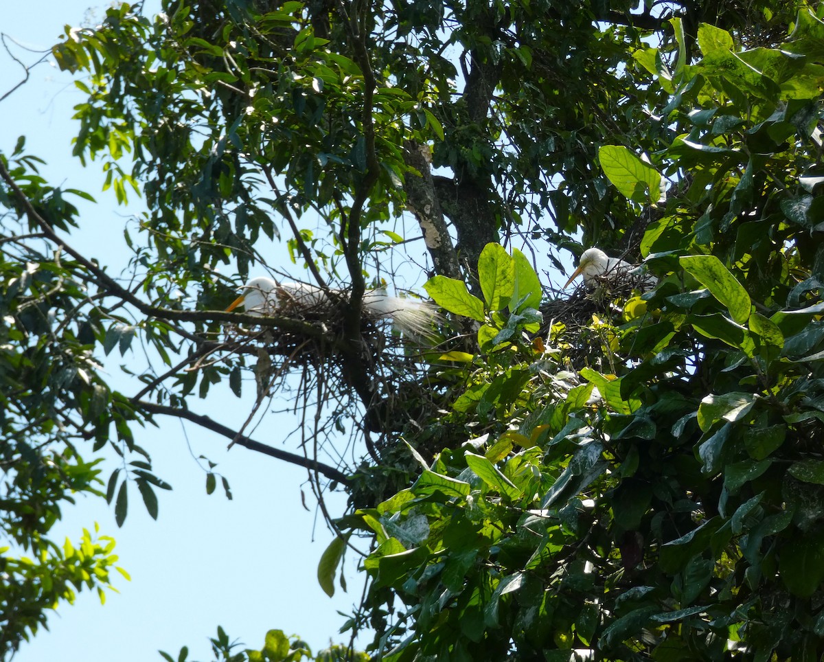 Great Egret - ML615710599