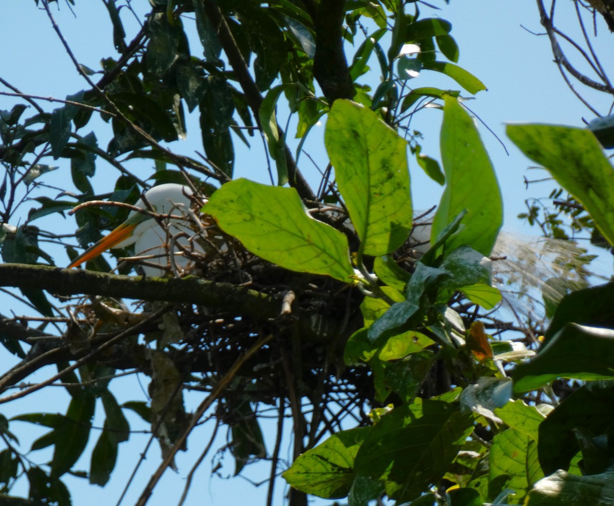 Great Egret - ML615710600