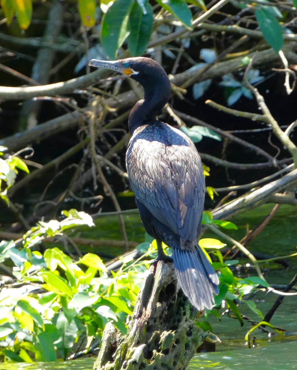 Neotropic Cormorant - ML615710616