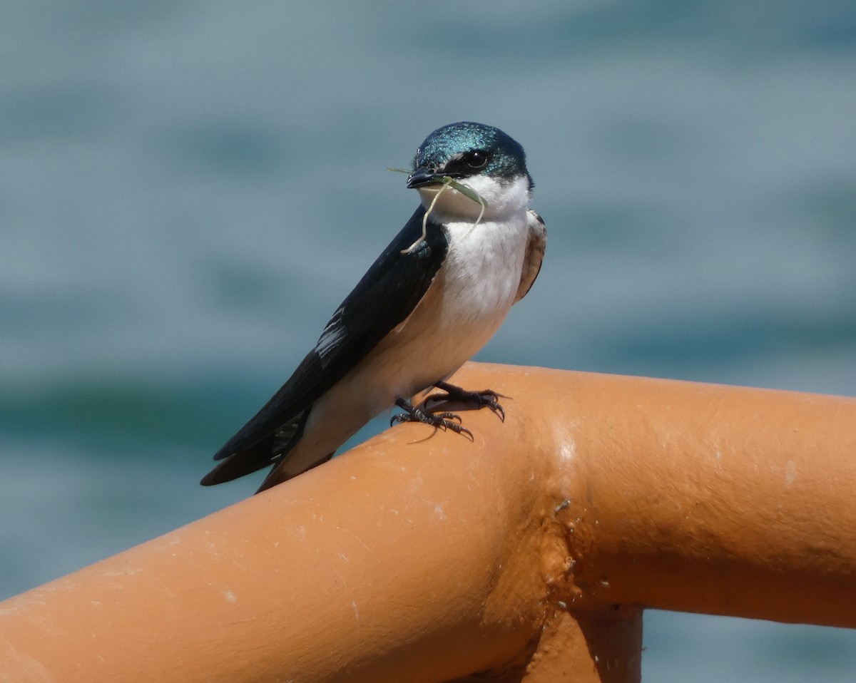 Mangrove Swallow - ML615710626