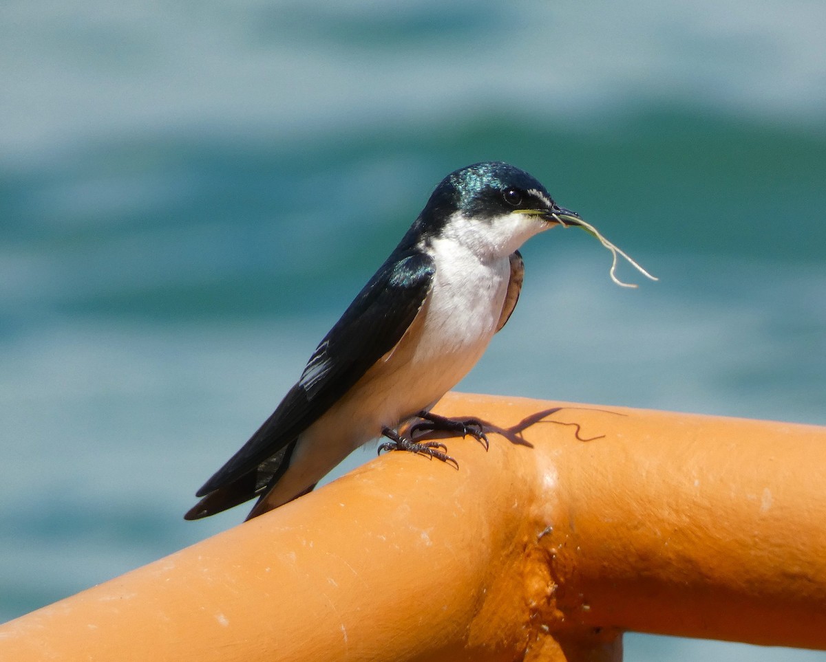 Mangrove Swallow - ML615710627