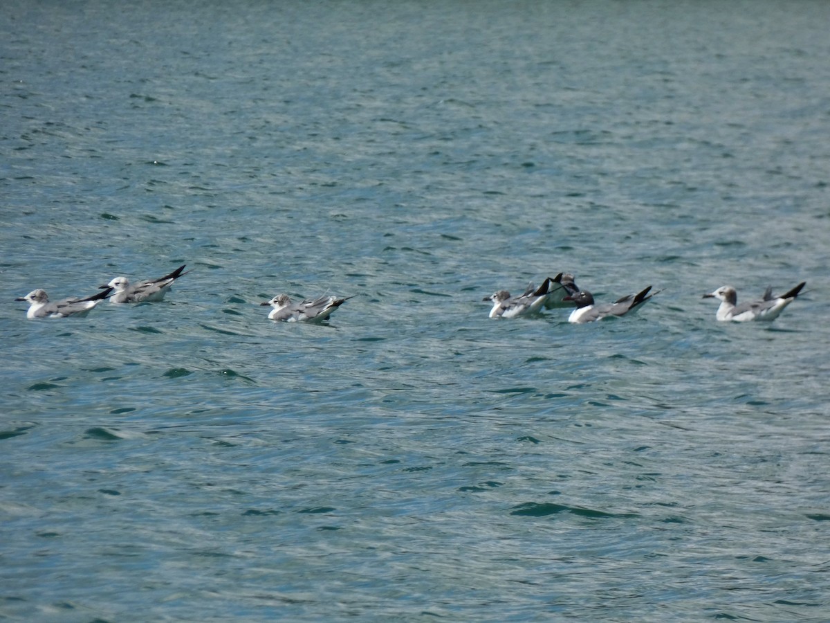 Laughing Gull - ML615710642