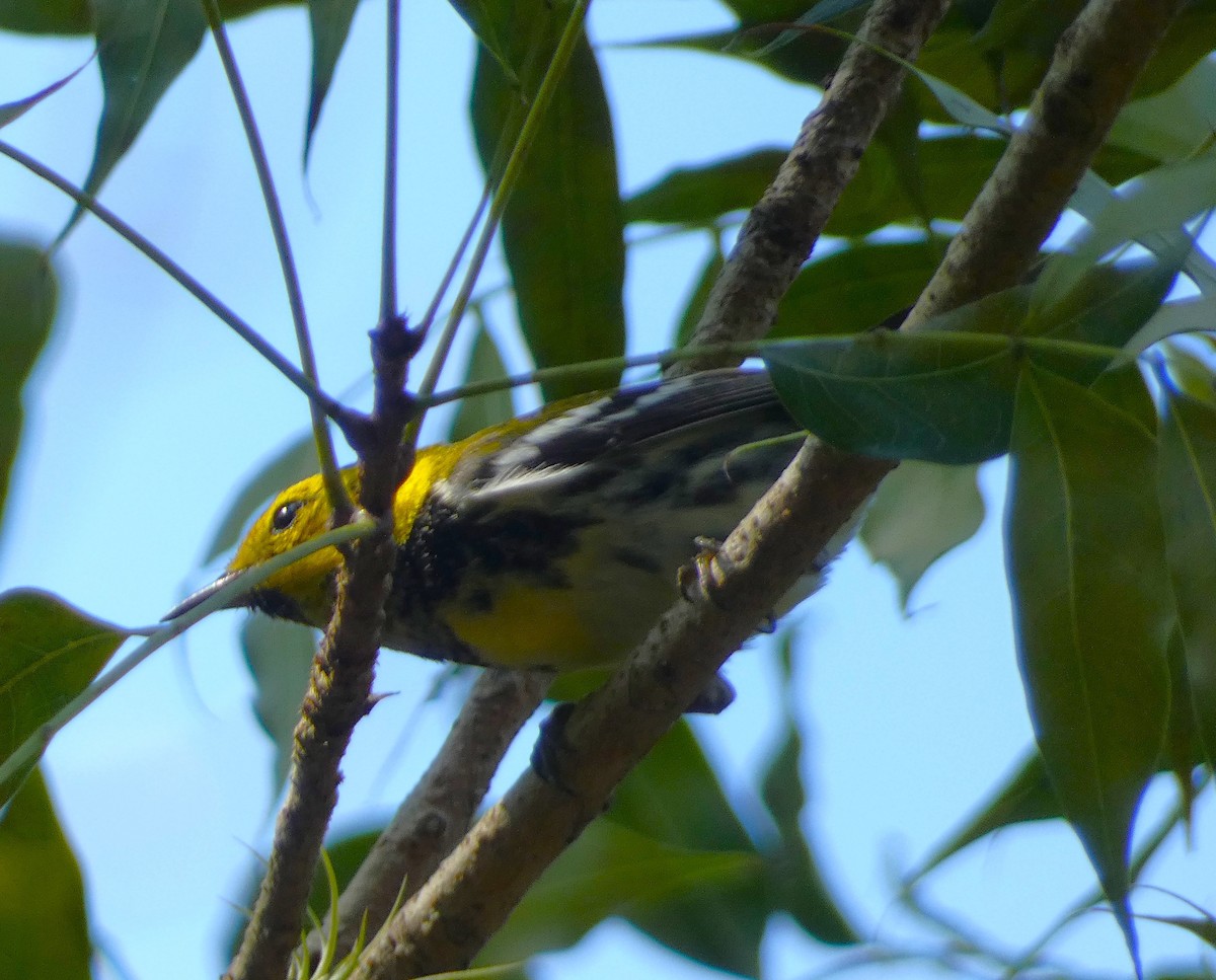 Black-throated Green Warbler - ML615710654