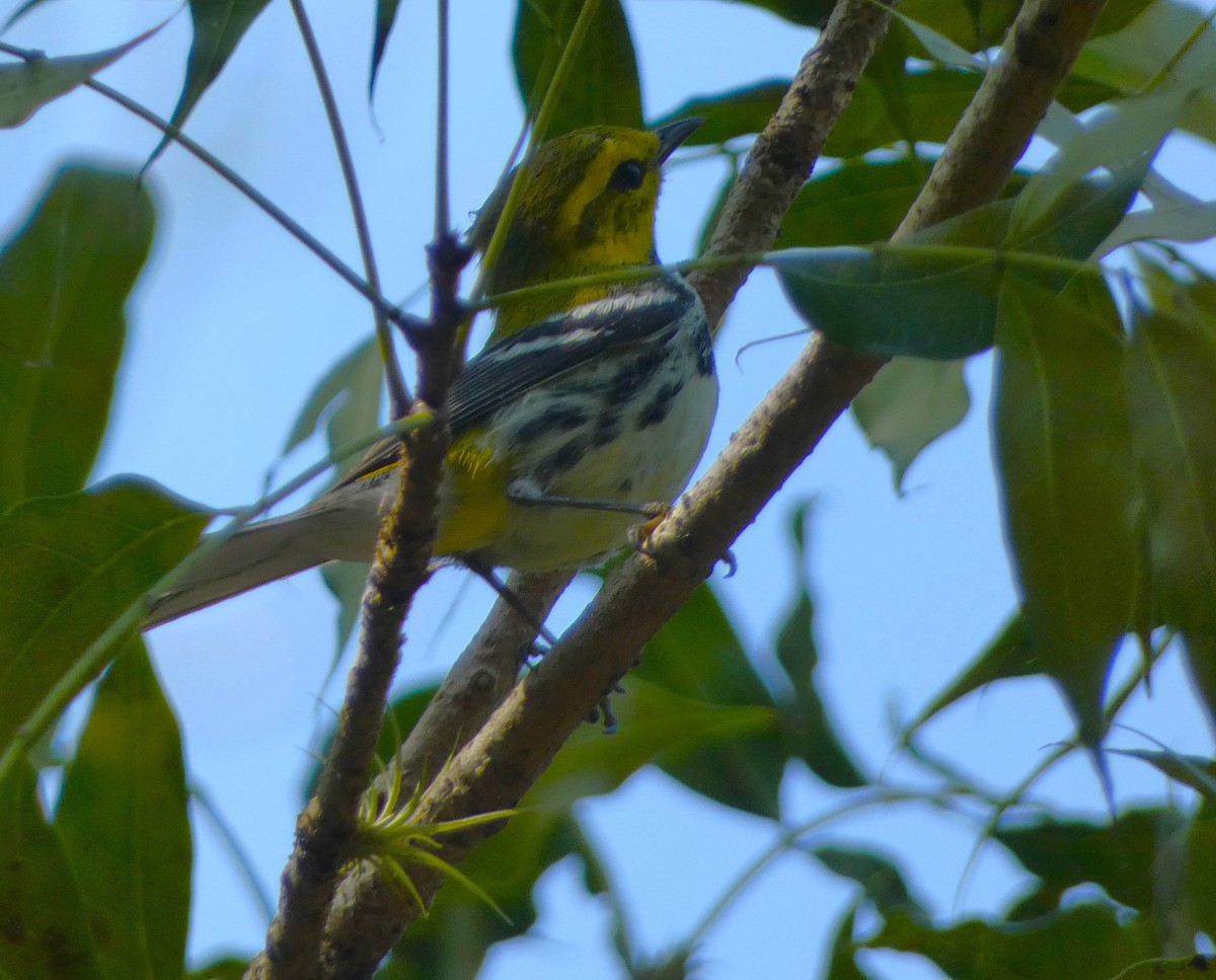 Black-throated Green Warbler - Duane Lindala