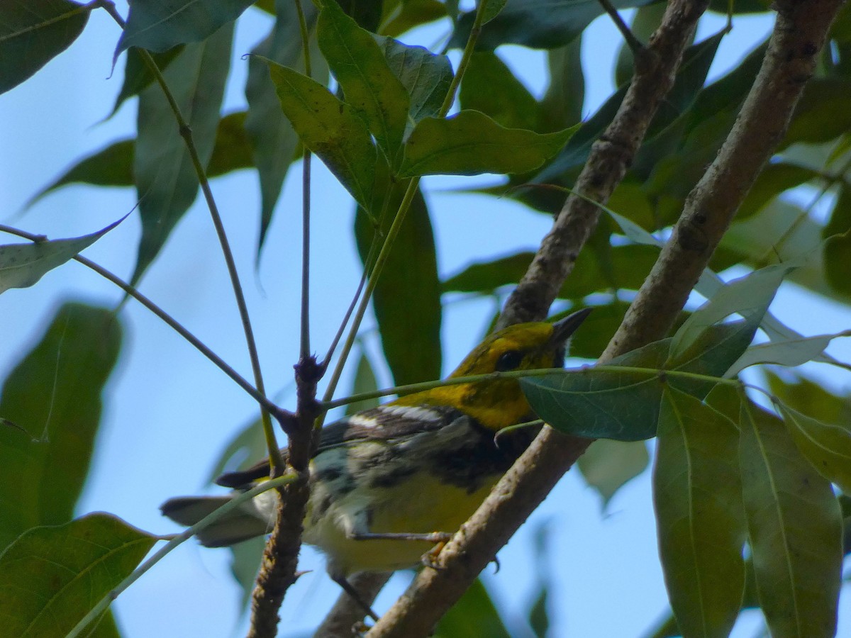 Black-throated Green Warbler - ML615710656