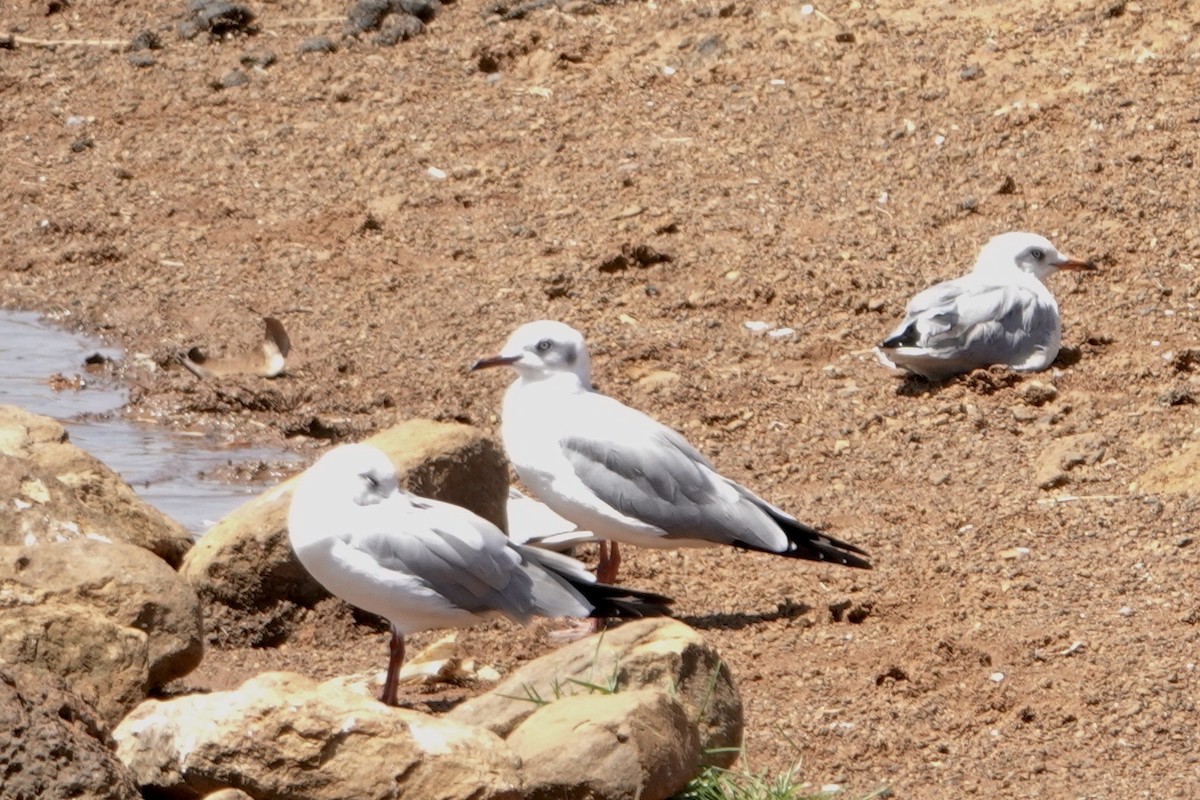 Gray-hooded Gull - Alena Capek