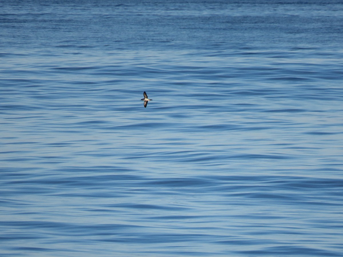 Audubon's Shearwater - ML615710683