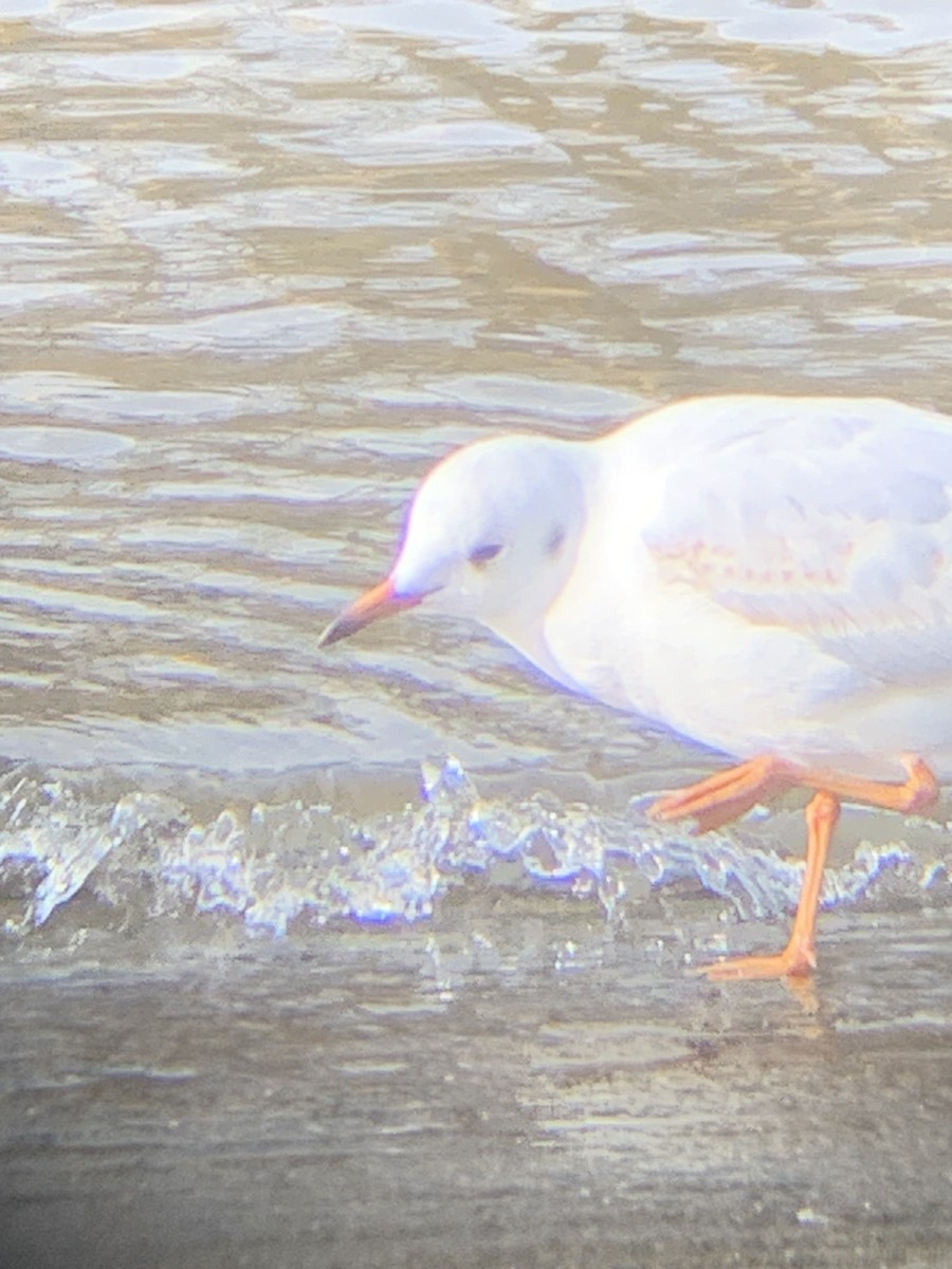 Black-headed Gull - ML615710688