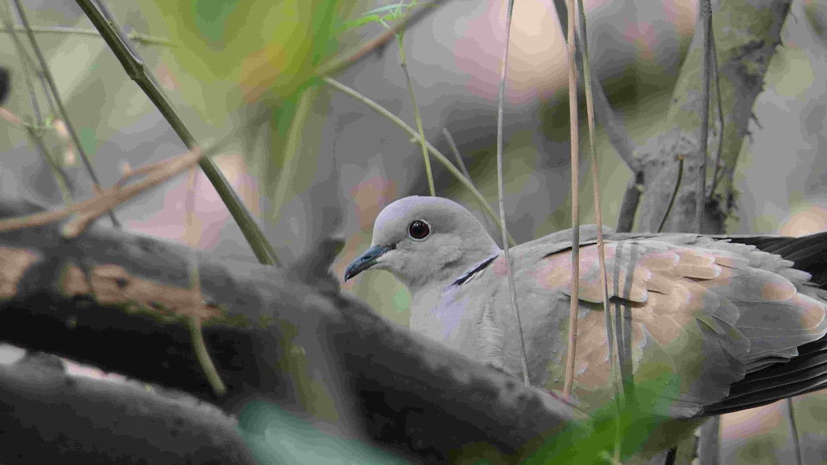 Eurasian Collared-Dove - Bijoy Venugopal