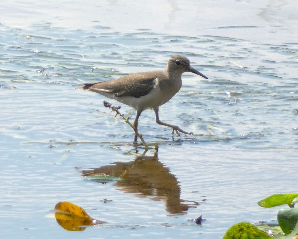 Spotted Sandpiper - ML615710697