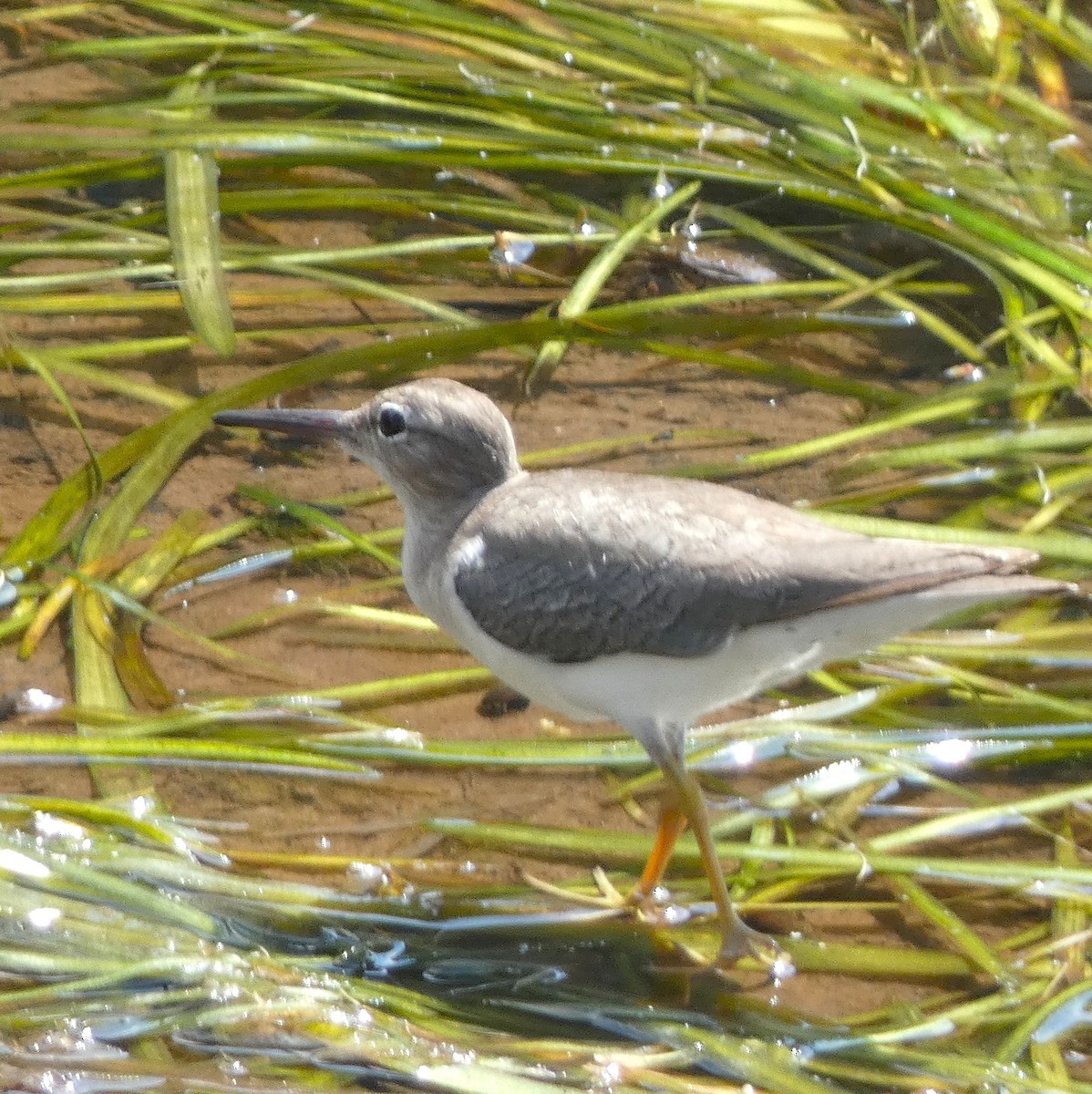 Spotted Sandpiper - ML615710698