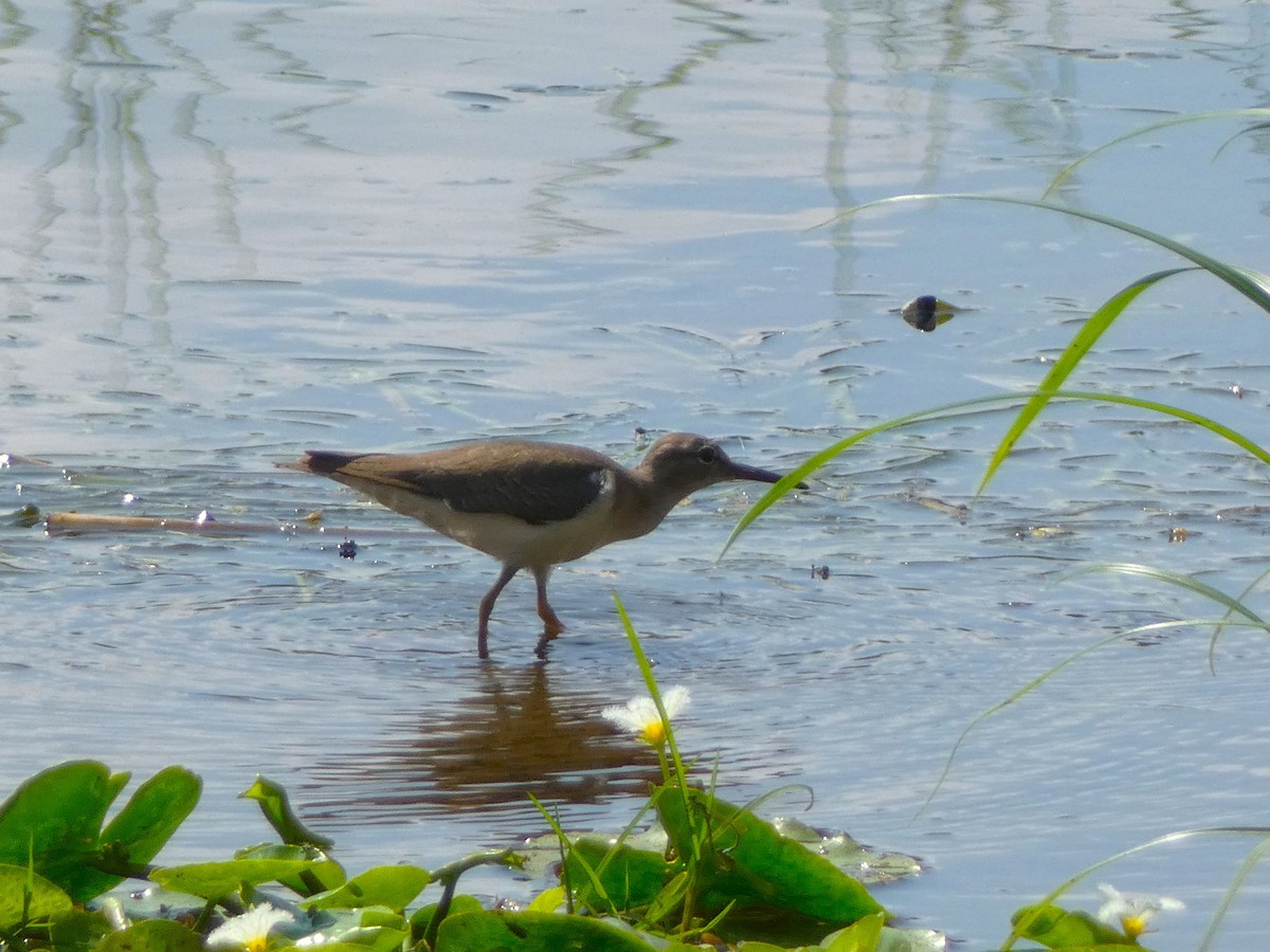 Spotted Sandpiper - ML615710699