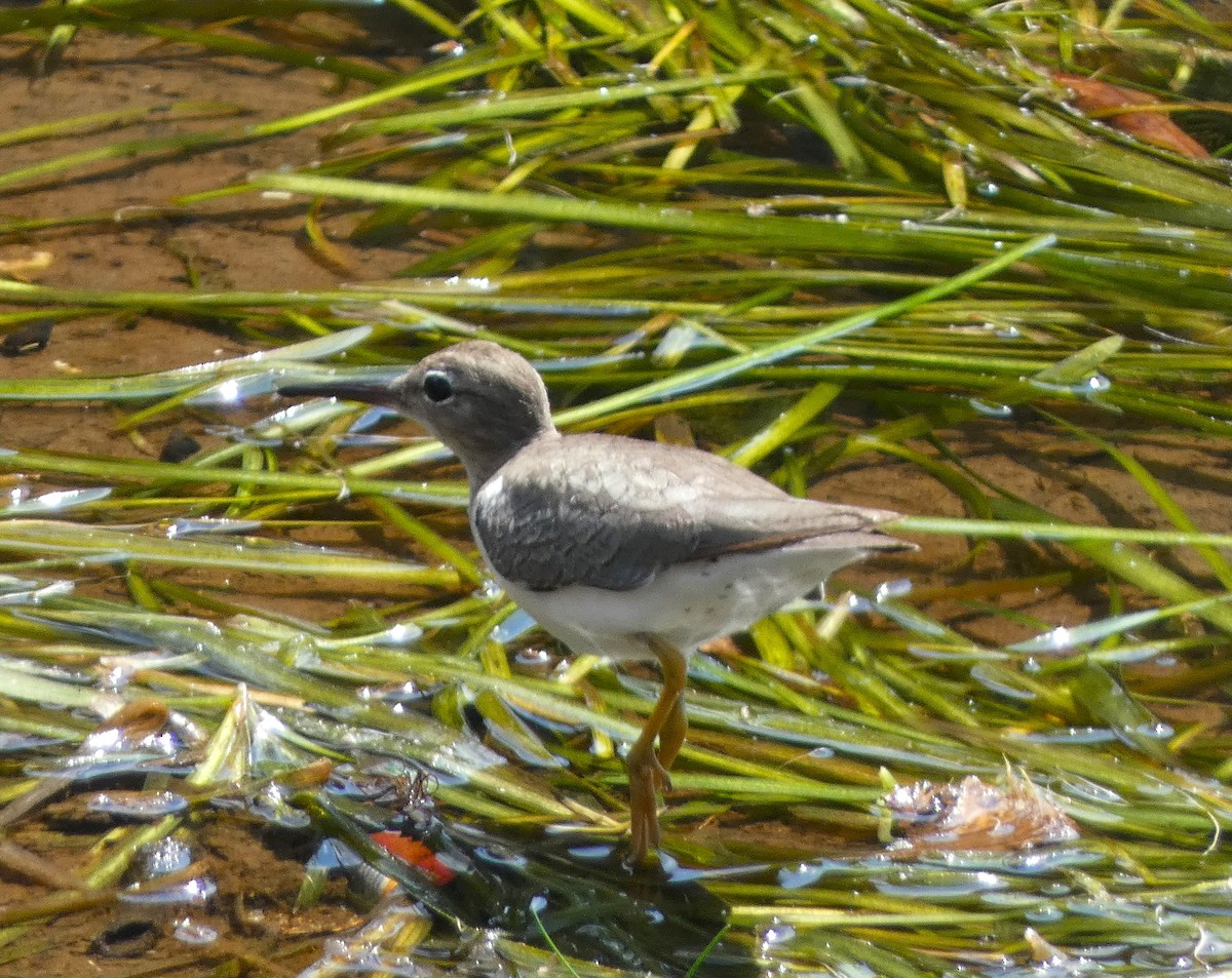 Spotted Sandpiper - ML615710700