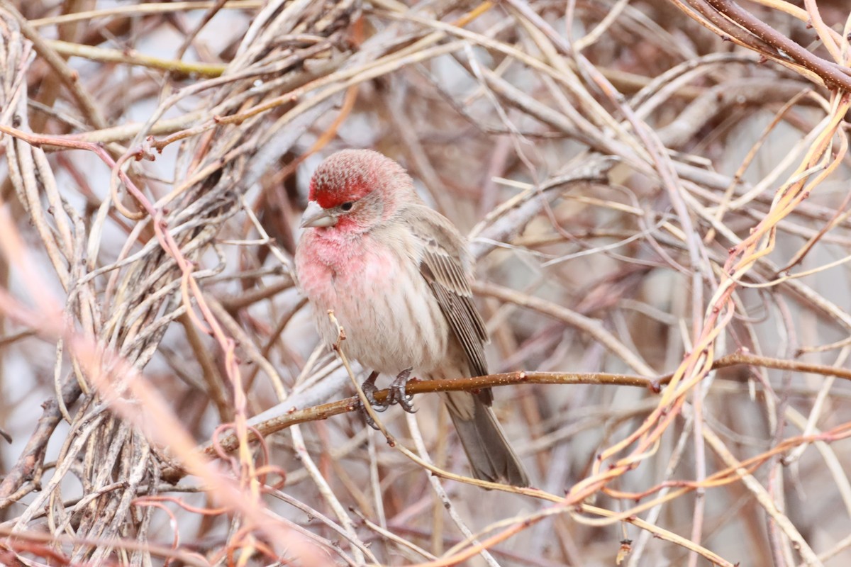 House Finch - Philip Barden