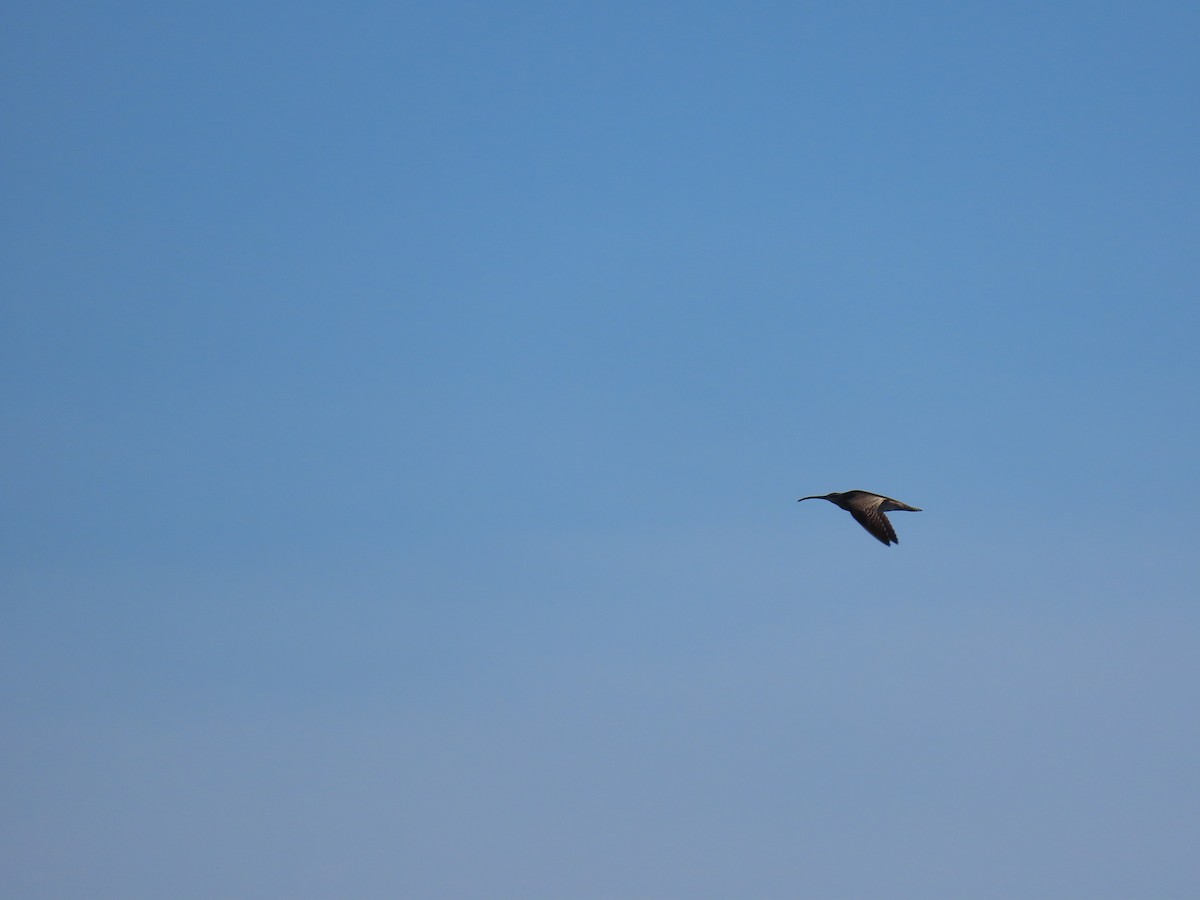 Whimbrel (Hudsonian) - Mickael Baumann