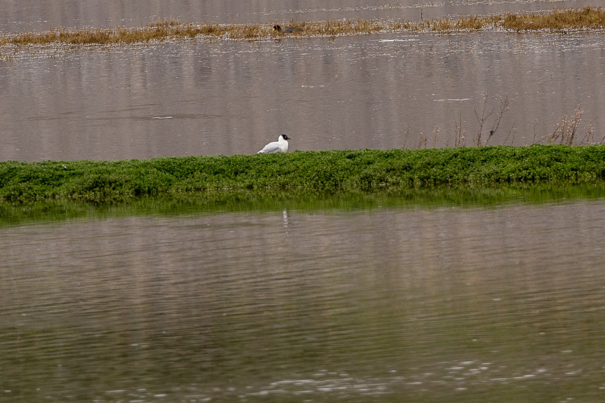 Andean Gull - ML615710909