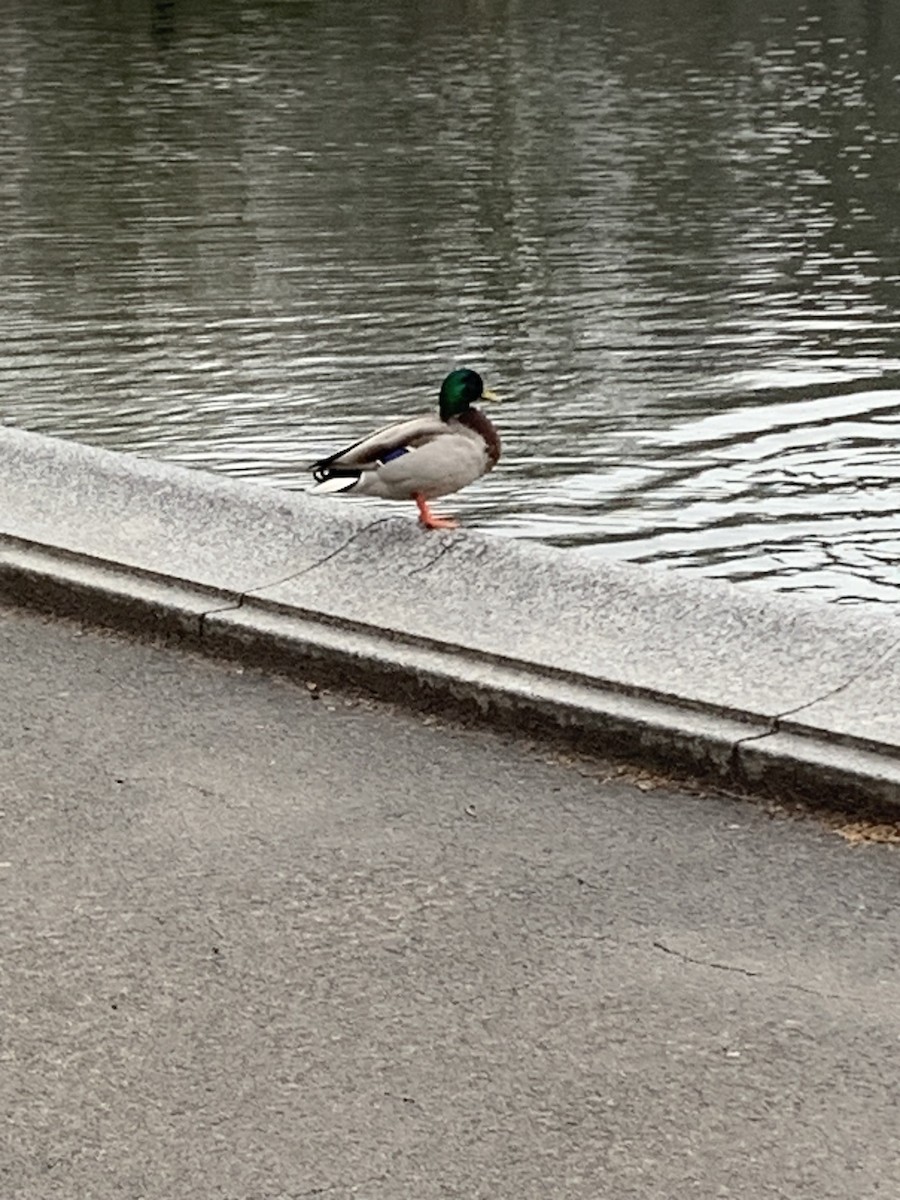 Canard colvert - ML615710921