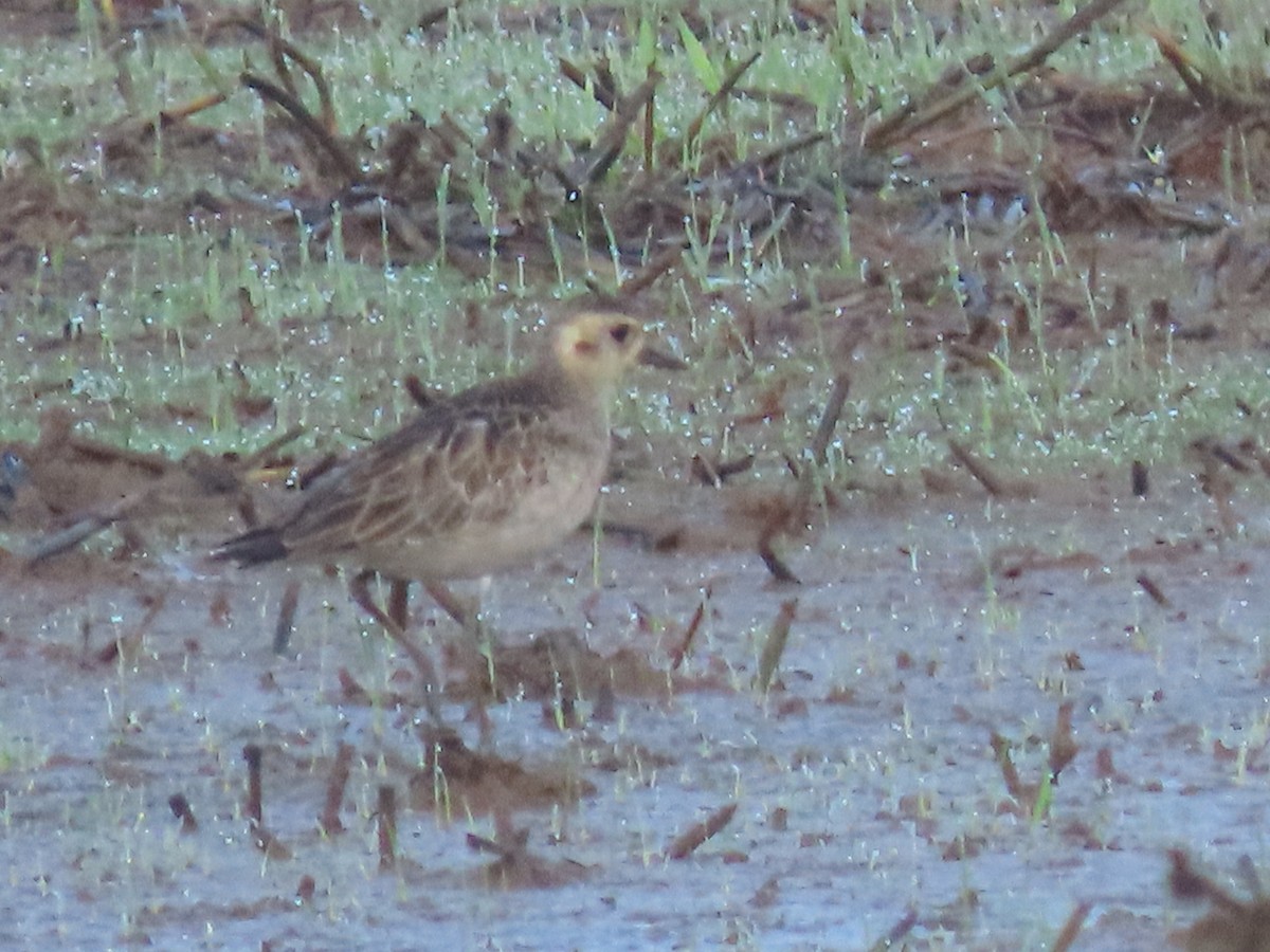 Pacific Golden-Plover - Sreekumar Chirukandoth