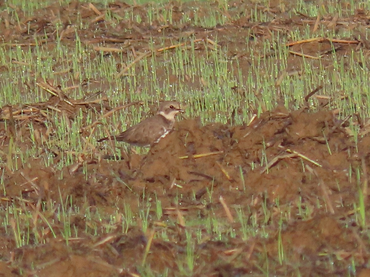 Little Ringed Plover - ML615710941