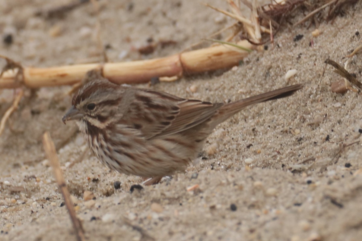 Song Sparrow - ML615710971