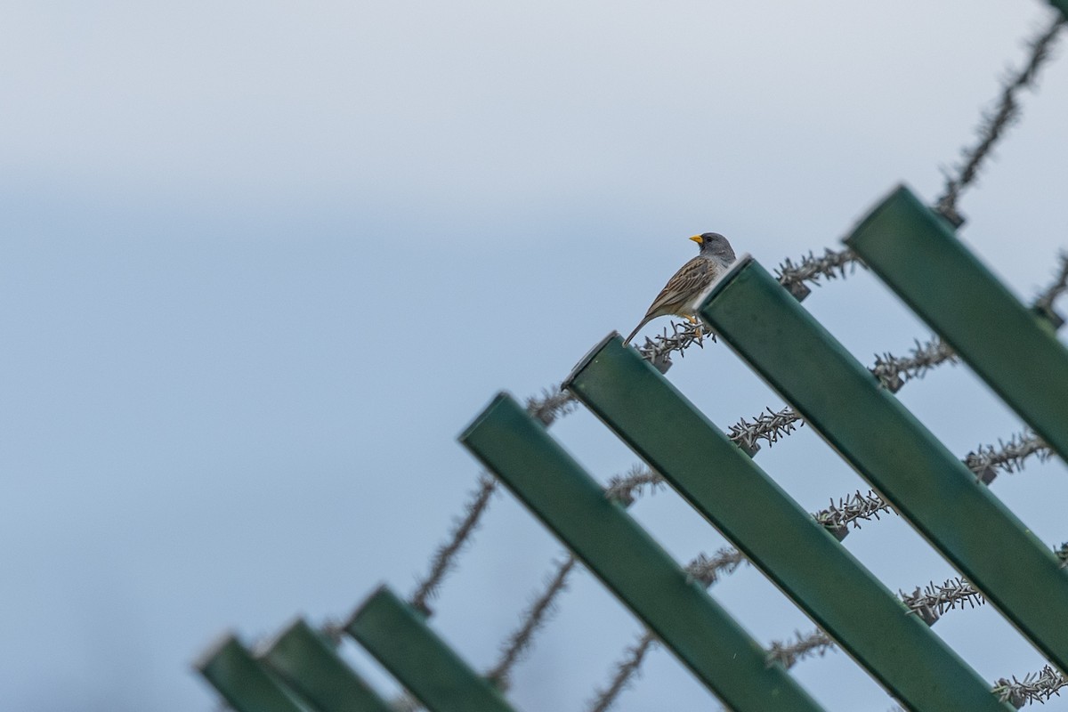 Band-tailed Sierra Finch - ML615710984