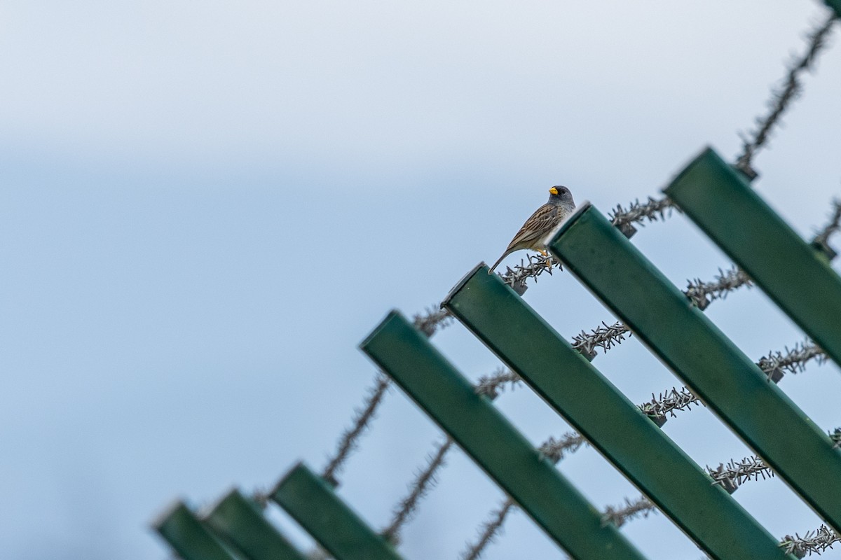 Band-tailed Sierra Finch - ML615711017