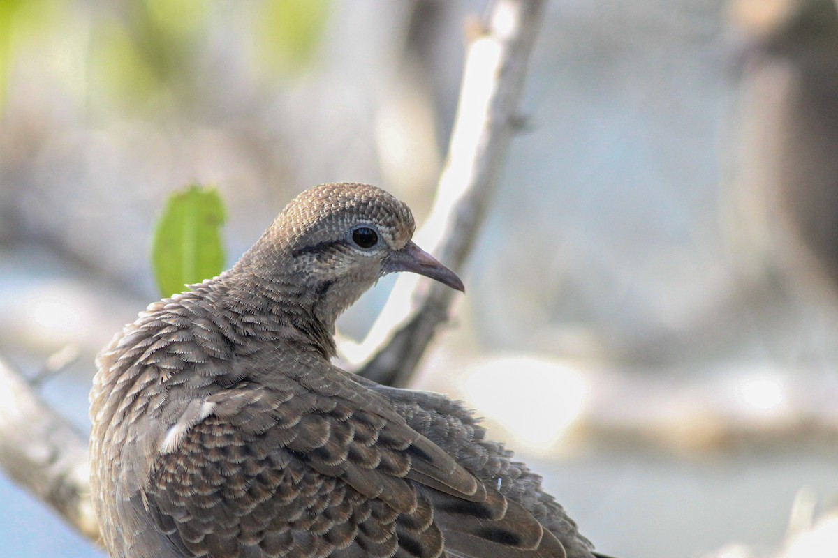 Eared Dove - ML615711043