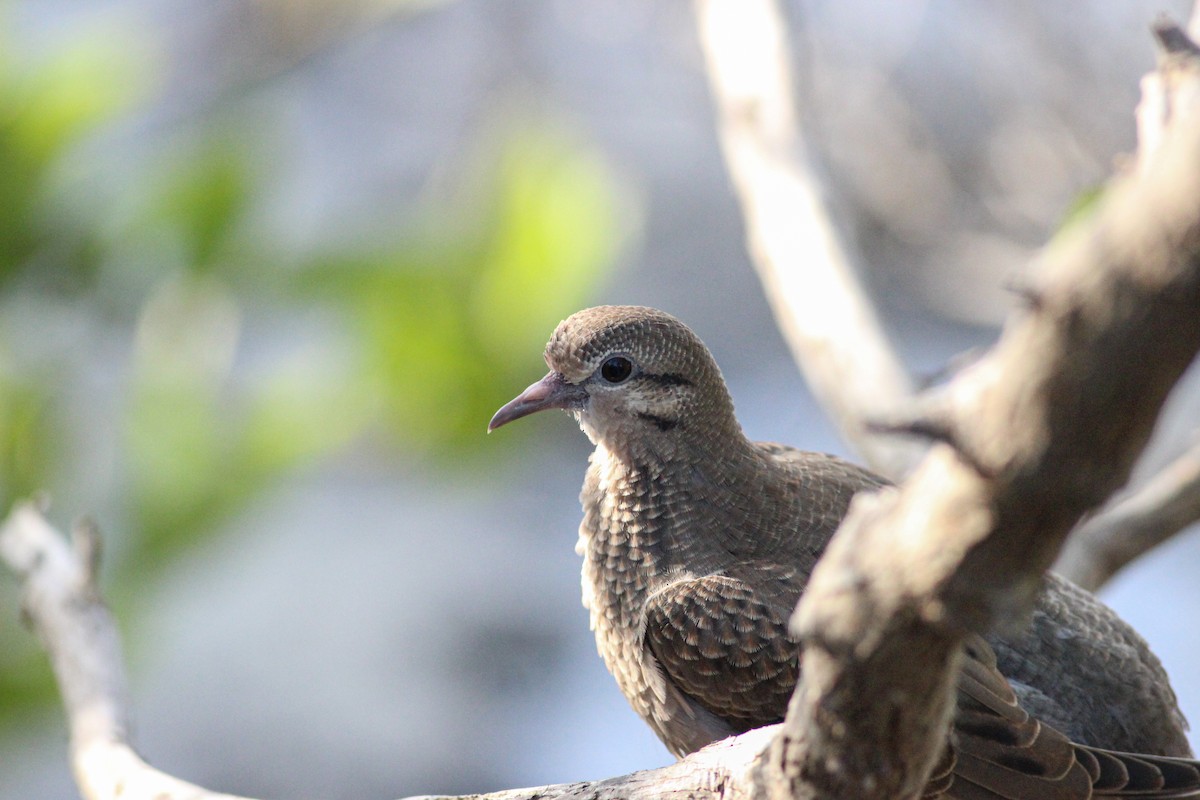 Eared Dove - ML615711044