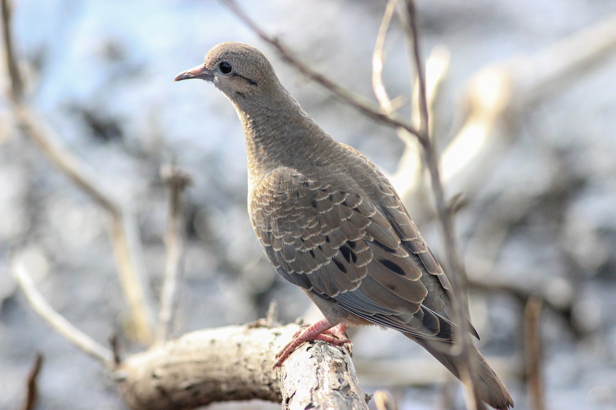 Eared Dove - ML615711047