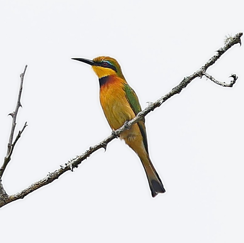 Little Bee-eater - ML615711088