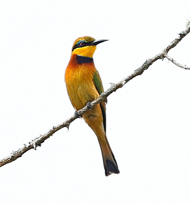 Little Bee-eater - ML615711089