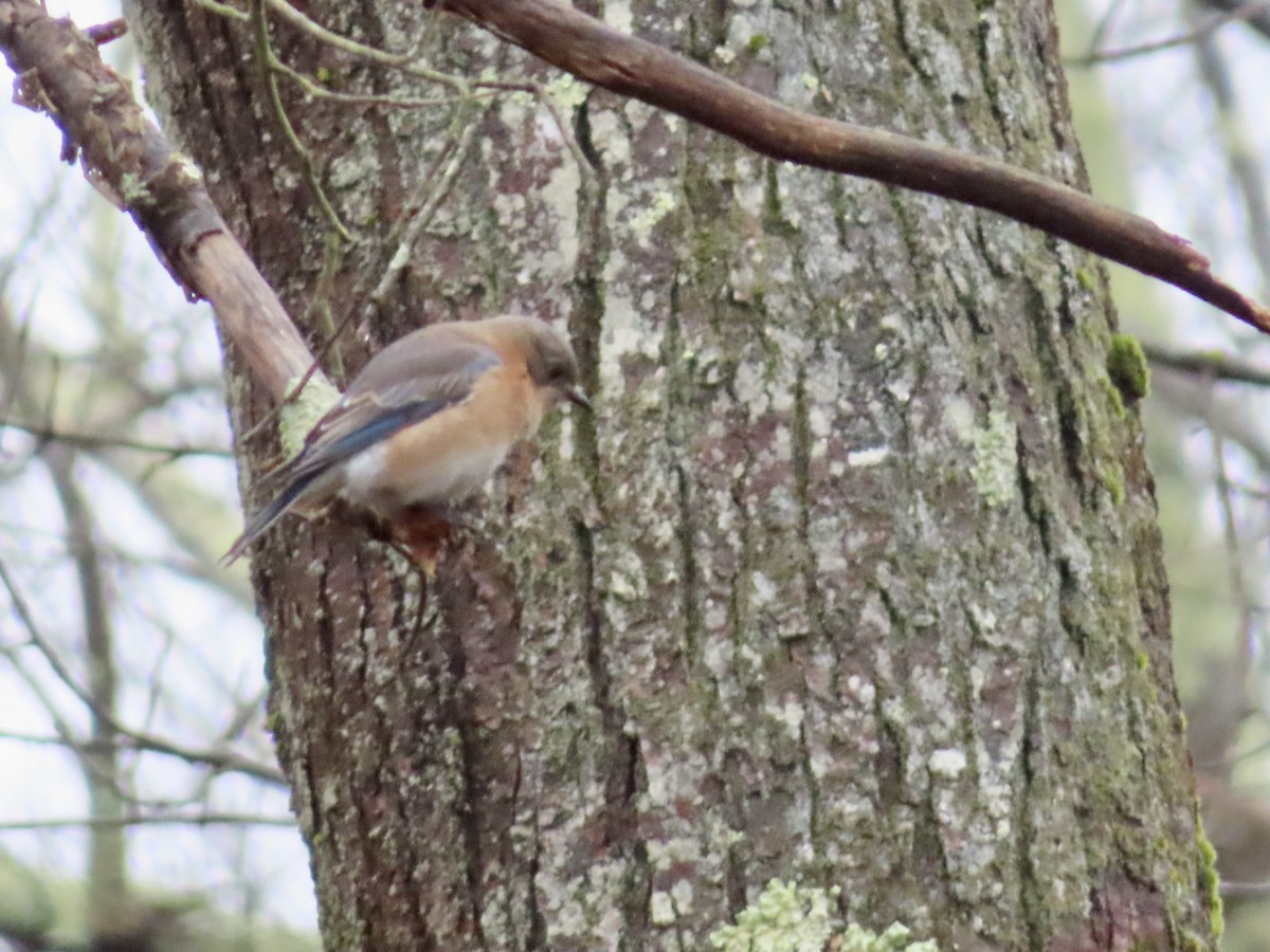 Eastern Bluebird - ML615711103