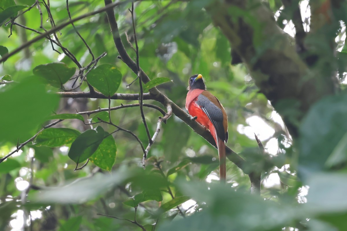 Philippine Trogon - ML615711106