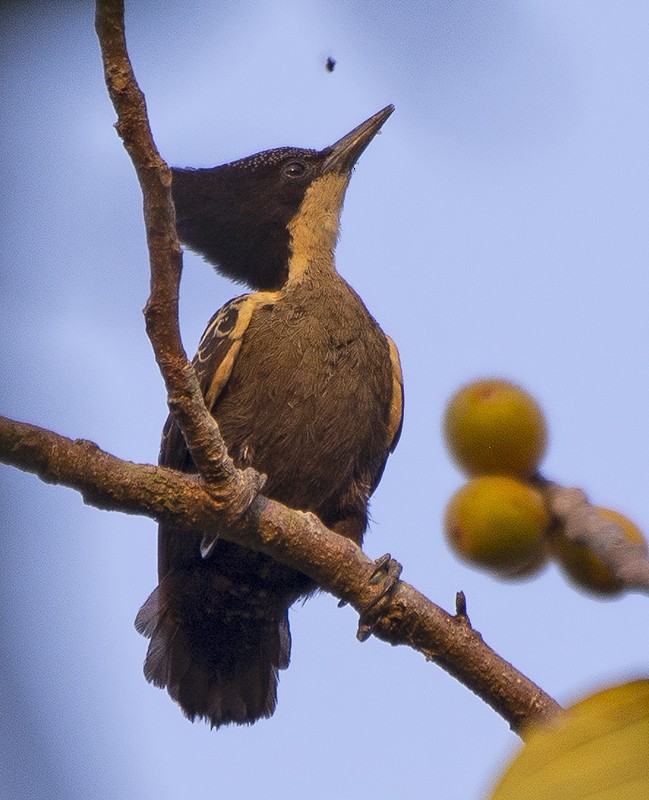 Heart-spotted Woodpecker - ML615711157