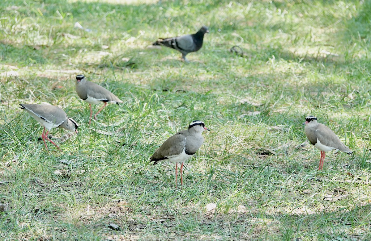 Crowned Lapwing - ML615711158