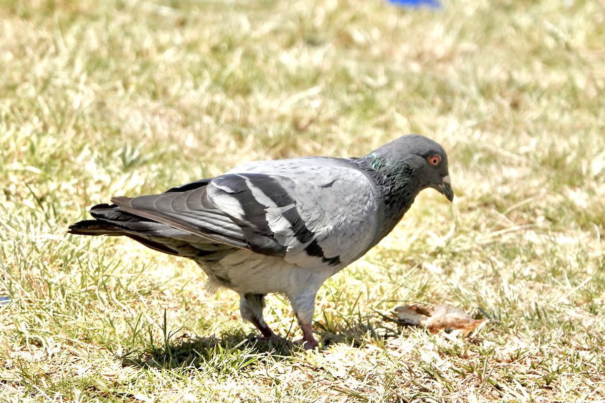 Rock Pigeon (Feral Pigeon) - ML615711165