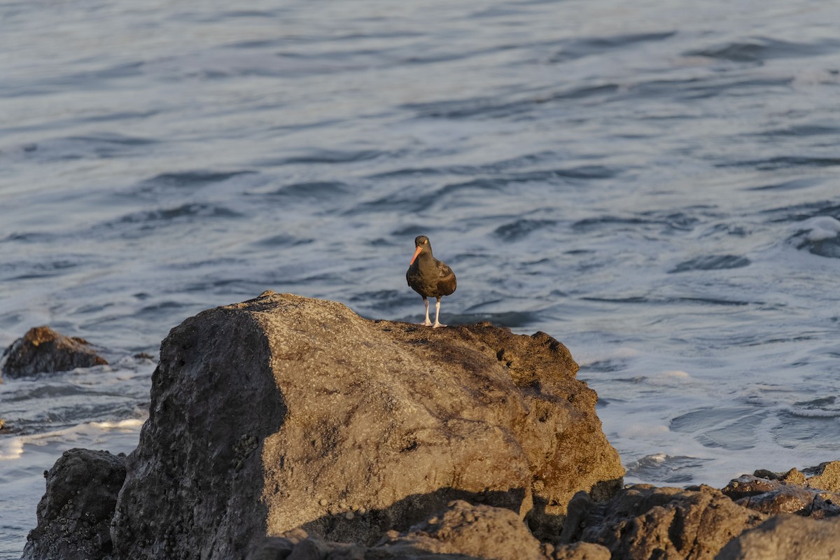 Black Oystercatcher - ML615711167