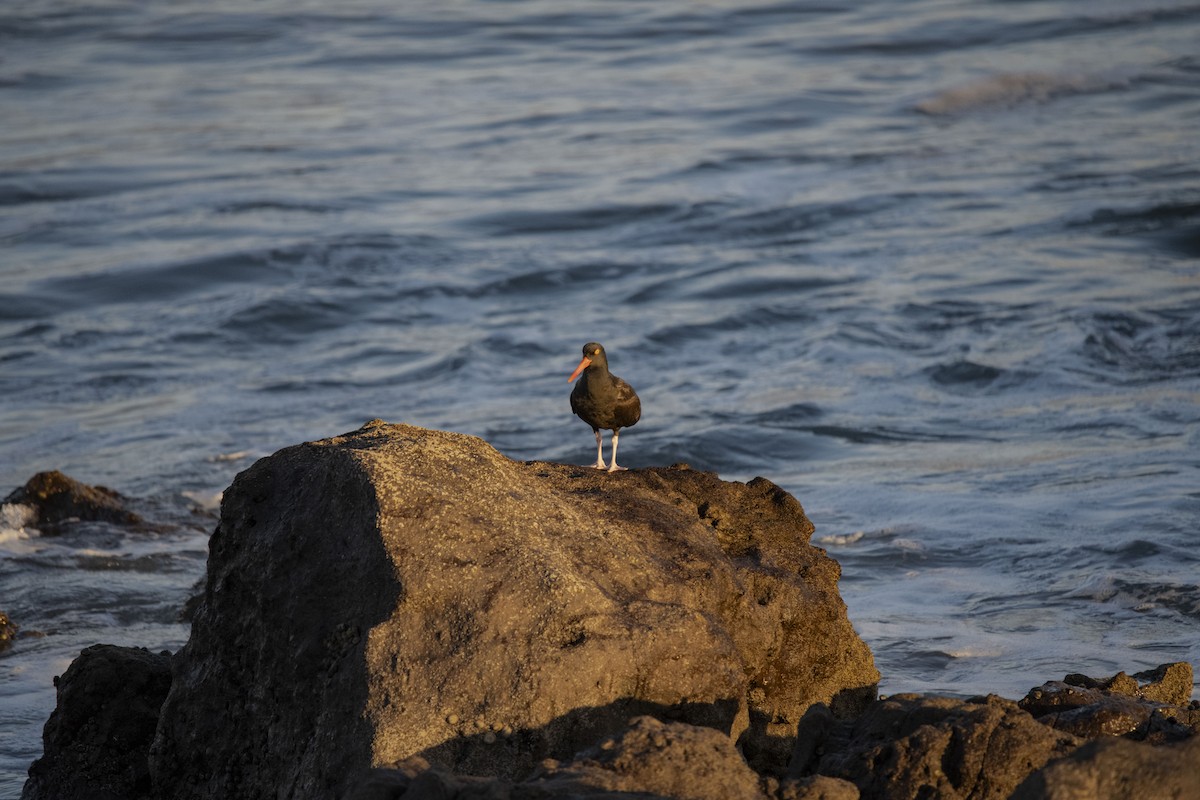 Black Oystercatcher - ML615711173