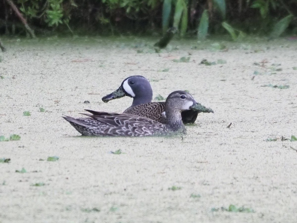 Blue-winged Teal - ML615711182