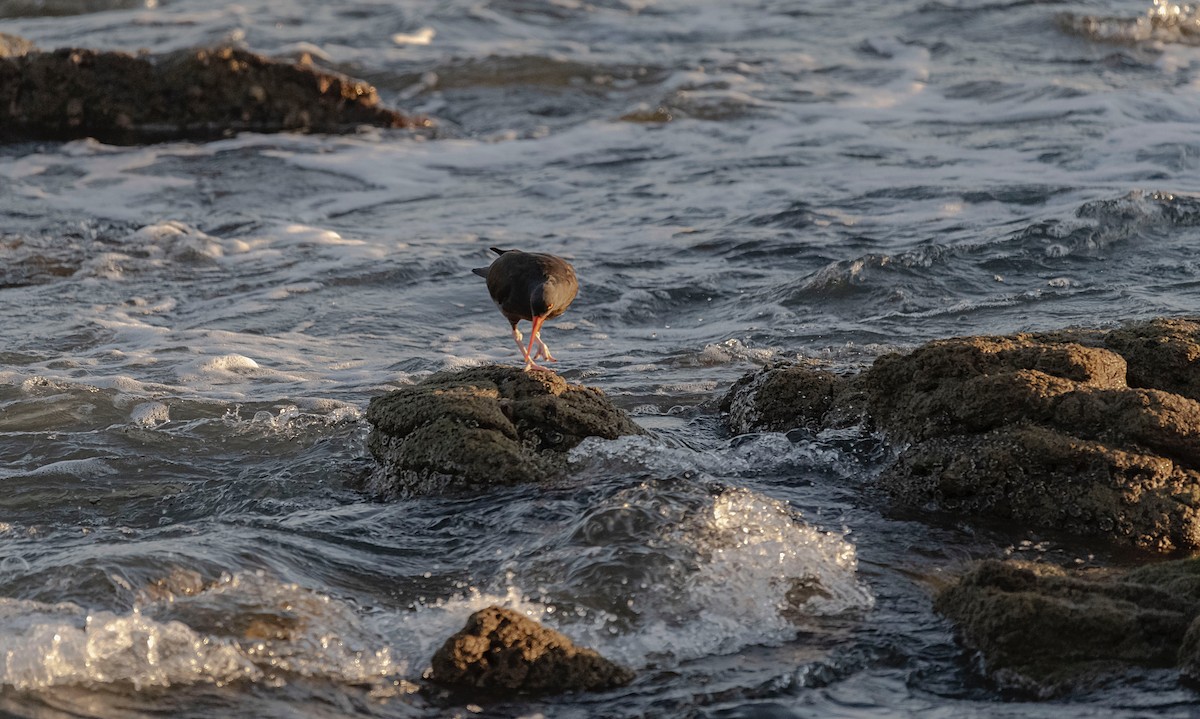 Black Oystercatcher - ML615711184