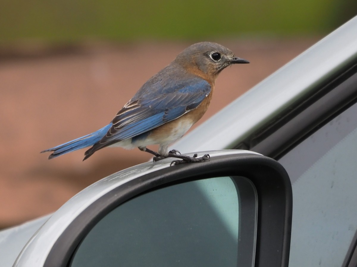 Eastern Bluebird - ML615711194