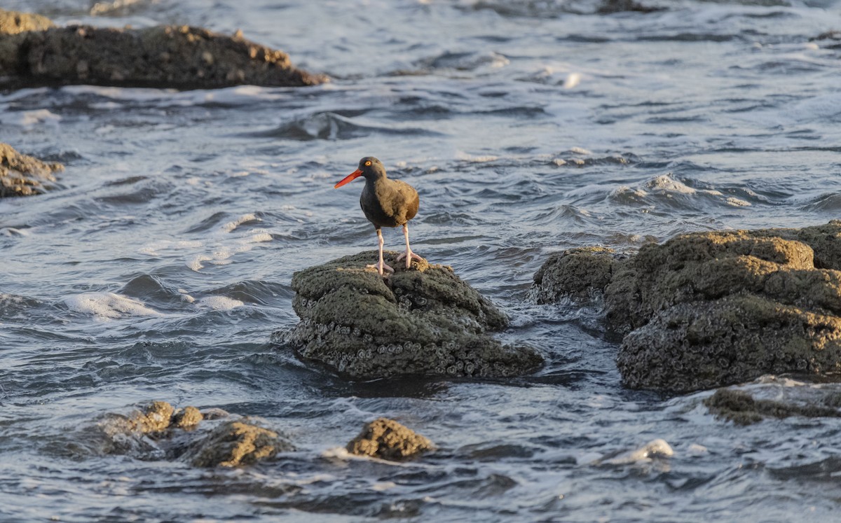 Black Oystercatcher - ML615711198