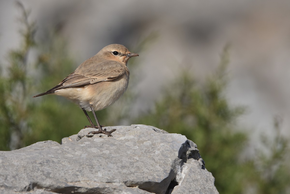 Isabelline Wheatear - ML615711213