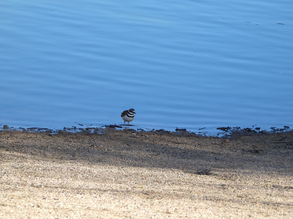 Killdeer - ML615711216