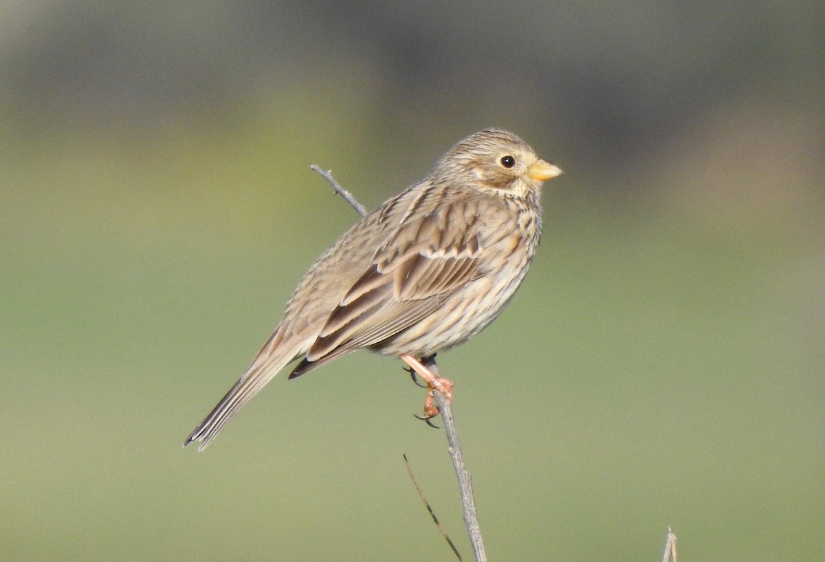 Corn Bunting - ML615711223