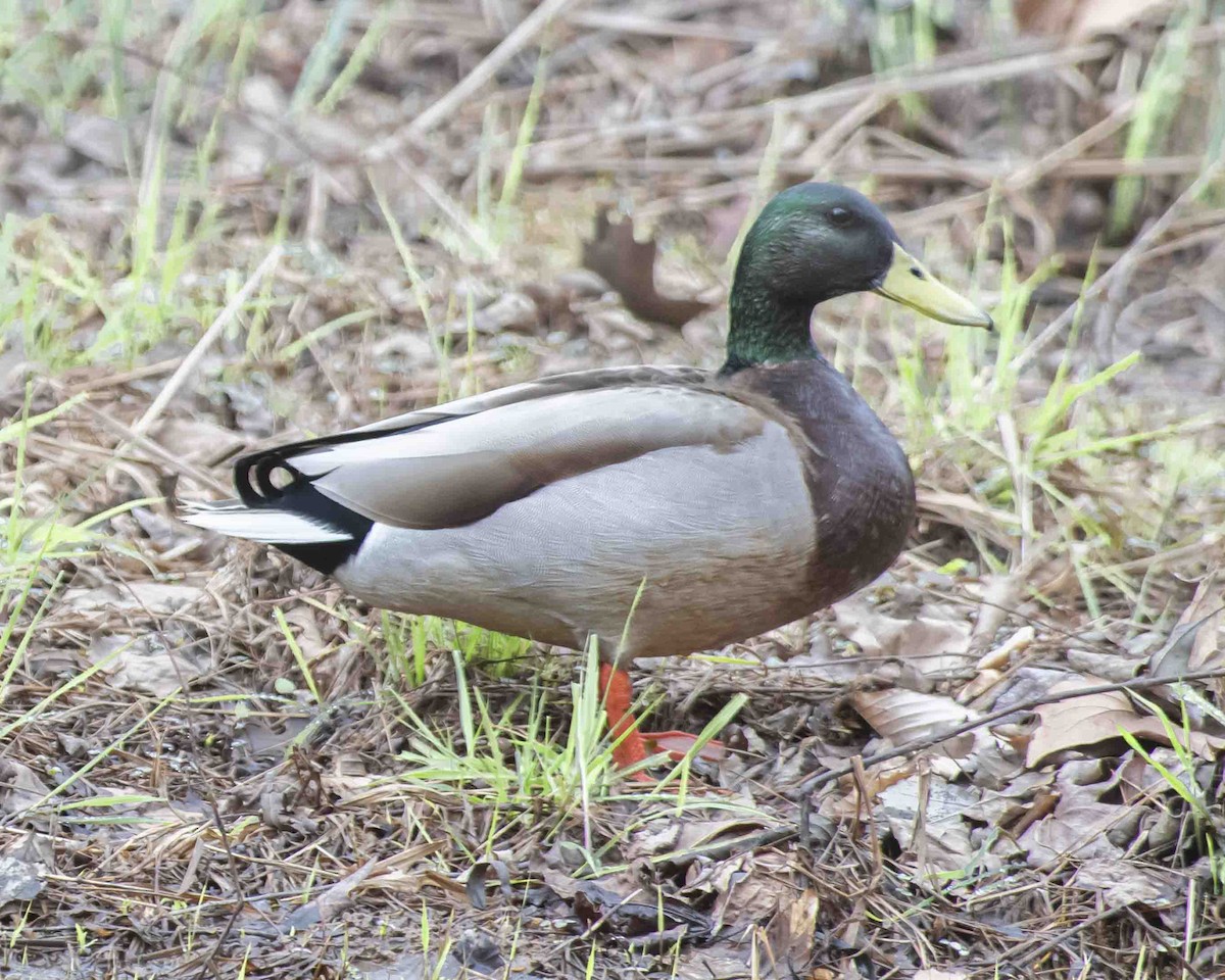 Mallard - ML615711226