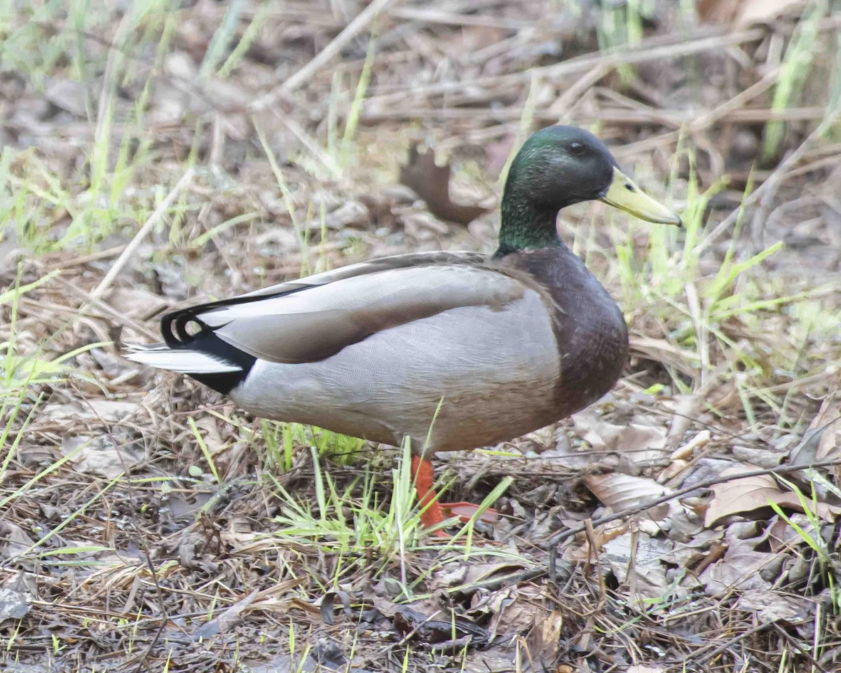 Mallard - ML615711226