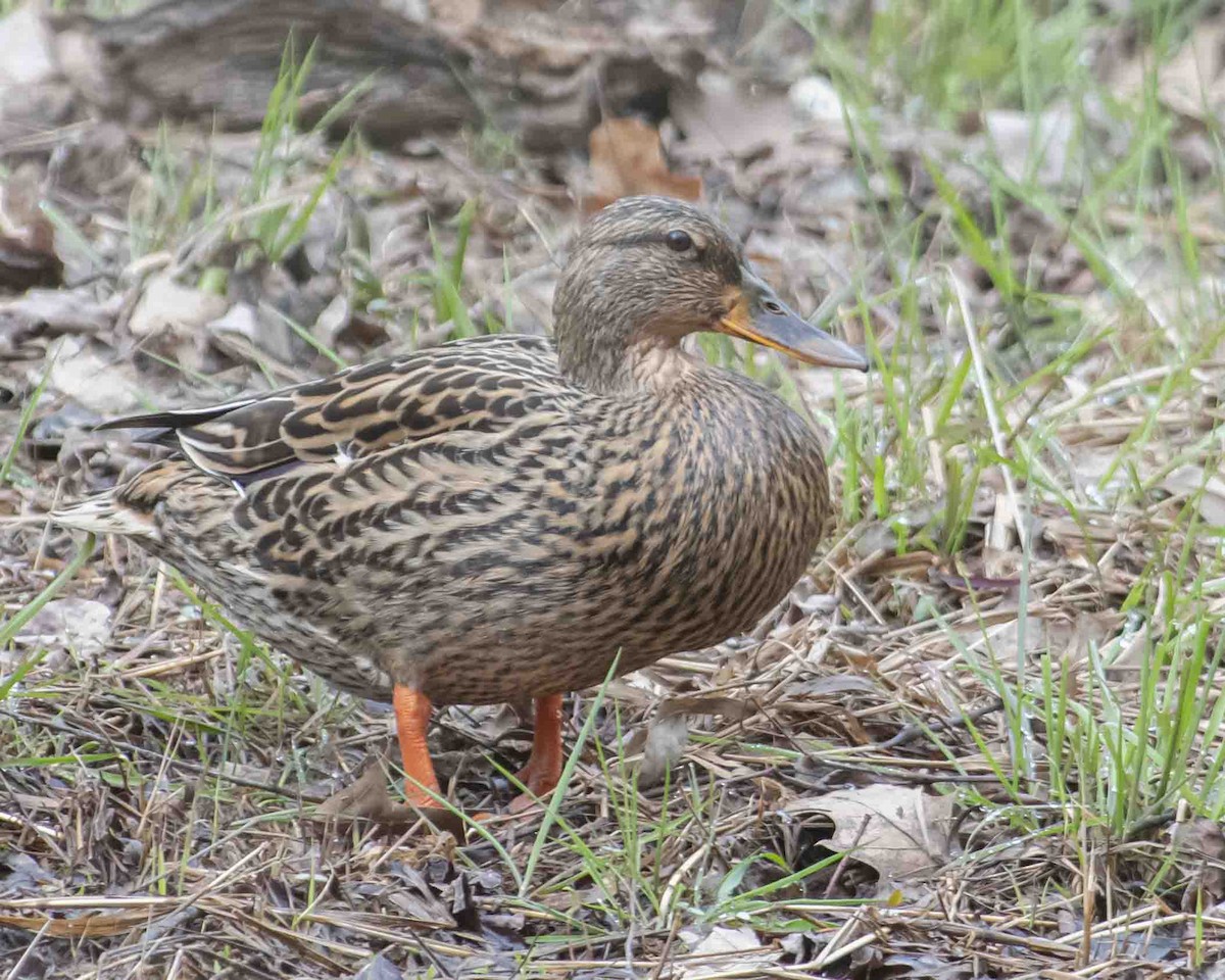 Canard colvert - ML615711227