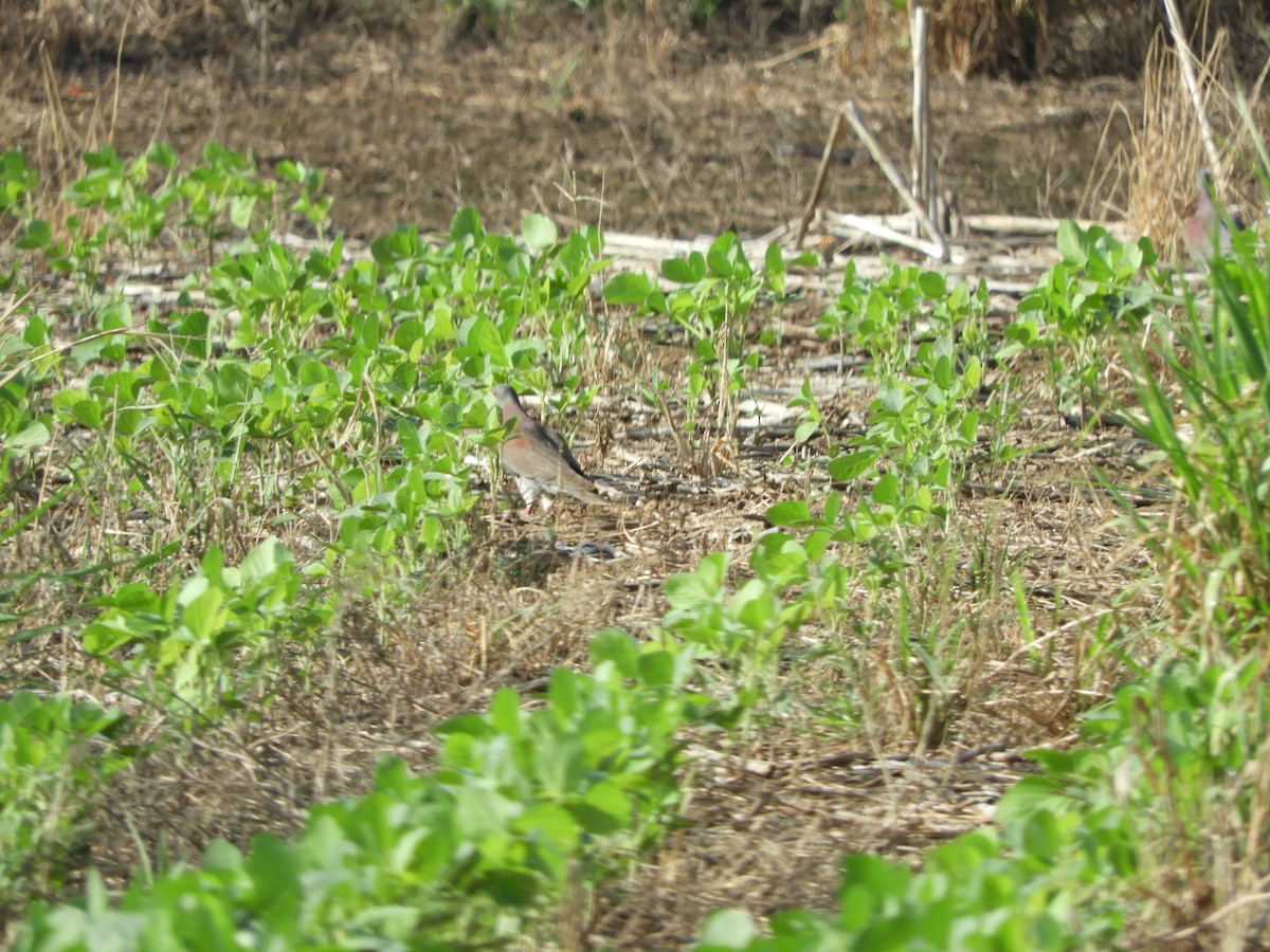 Pale-vented Pigeon - ML615711242